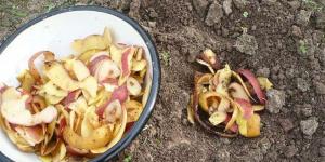 Простые правила использования картофельных очистков в качестве удобрения на огороде Каким растениям полезны картофельные очистки